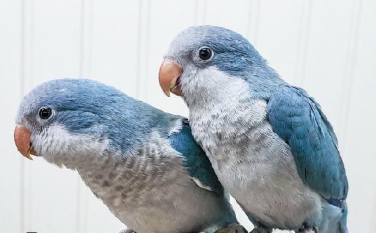 Quaker Blue