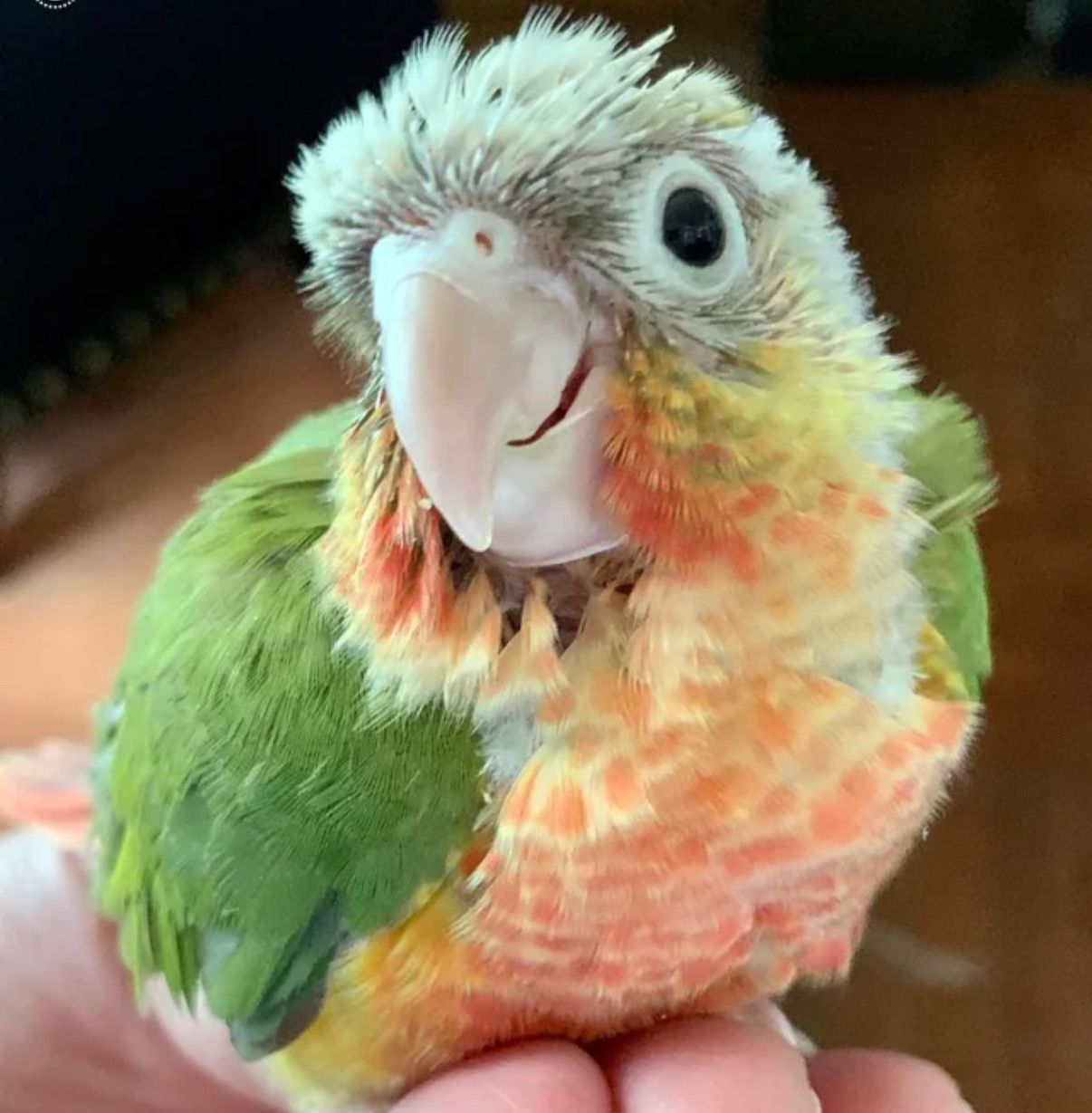 Conure Green Cheek Pineapple