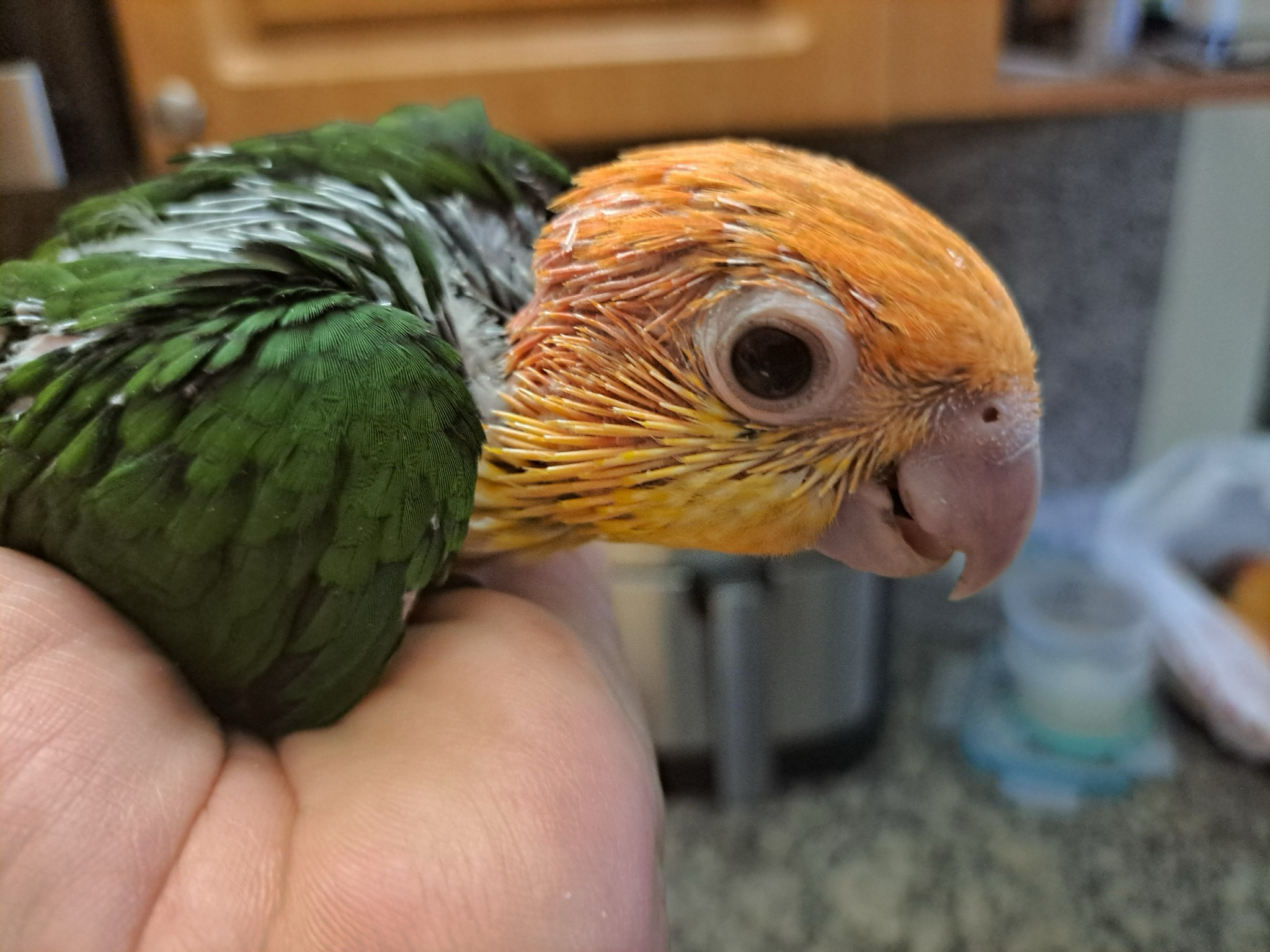 Caiques White Bellied