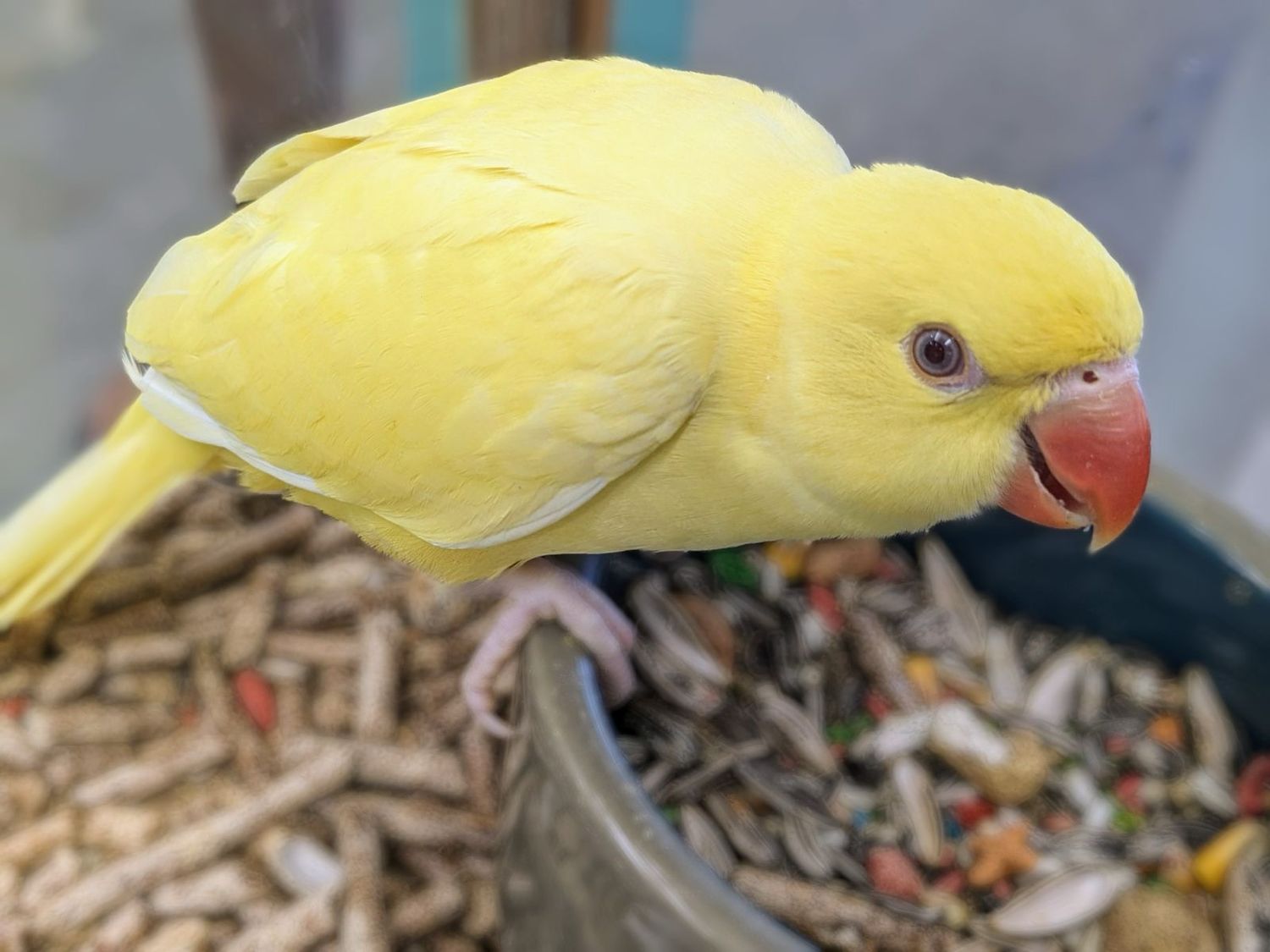 Indian Ringneck (yellow)
