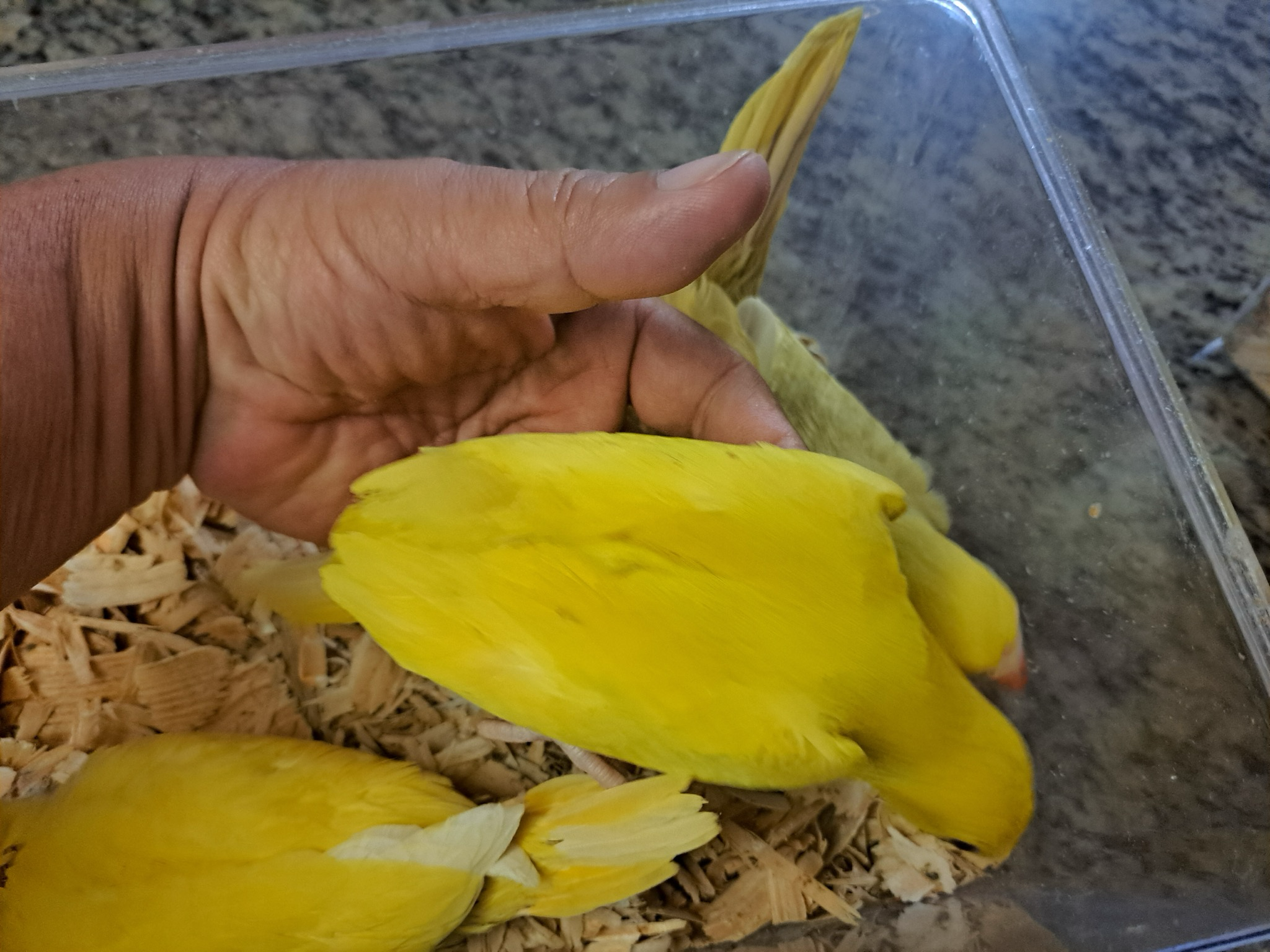 Quaker Yellow Babies