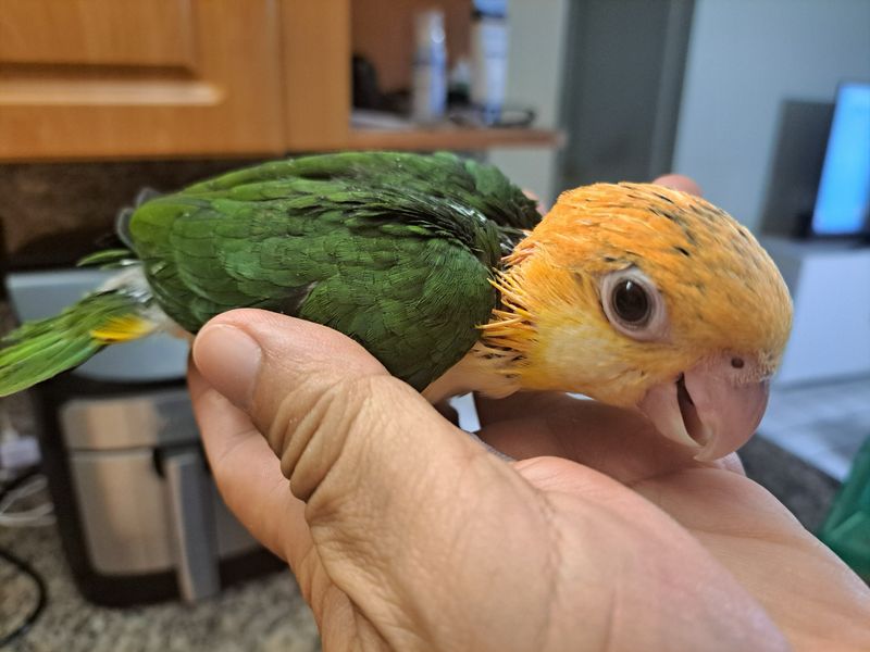 Caiques White Bellied