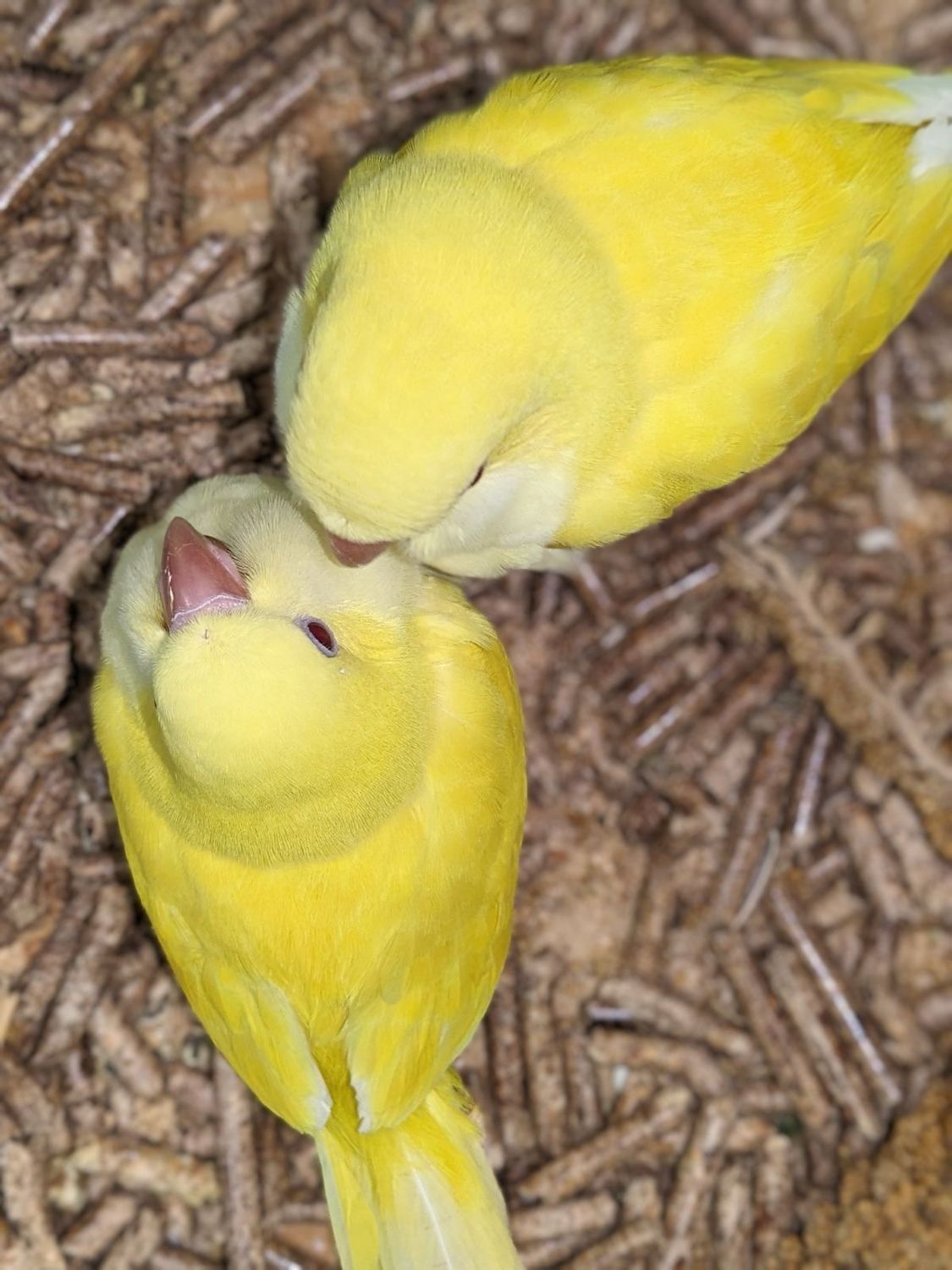 Quaker Yellow Babies