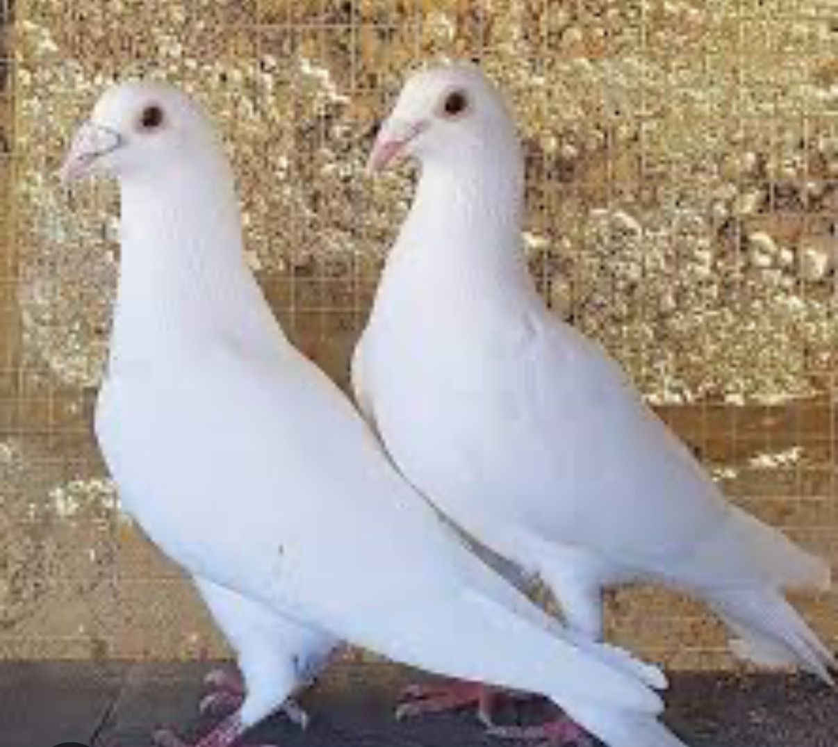 White Homer Pigeons