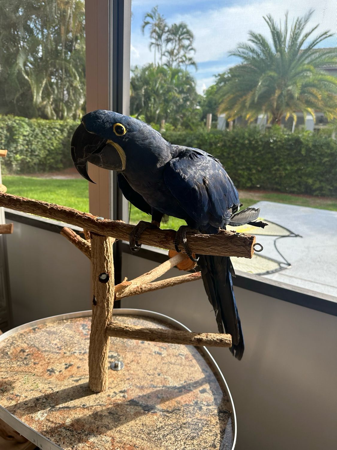 Macaw Hyacinth