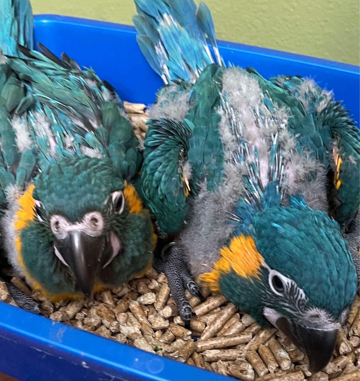 Macaw Blue throats