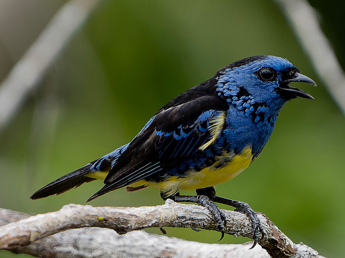 Turquoise Tanager Pair