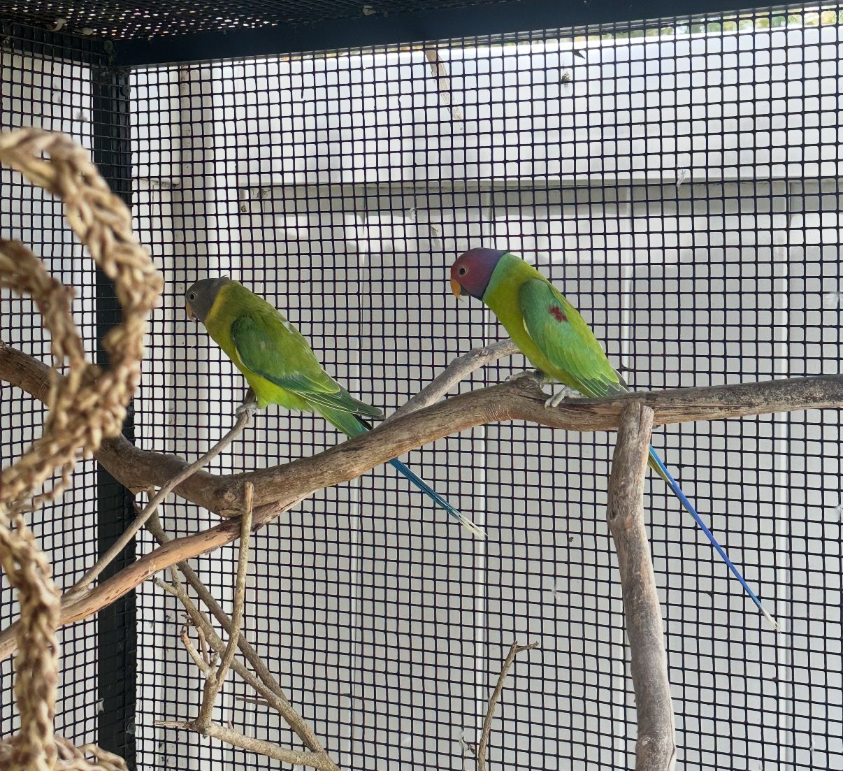 Plumhead Parakeet Pair Proven