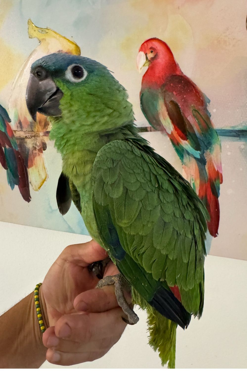 Amazon Mealy