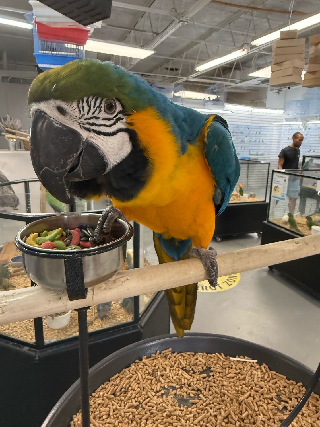 Macaw Blue And Gold