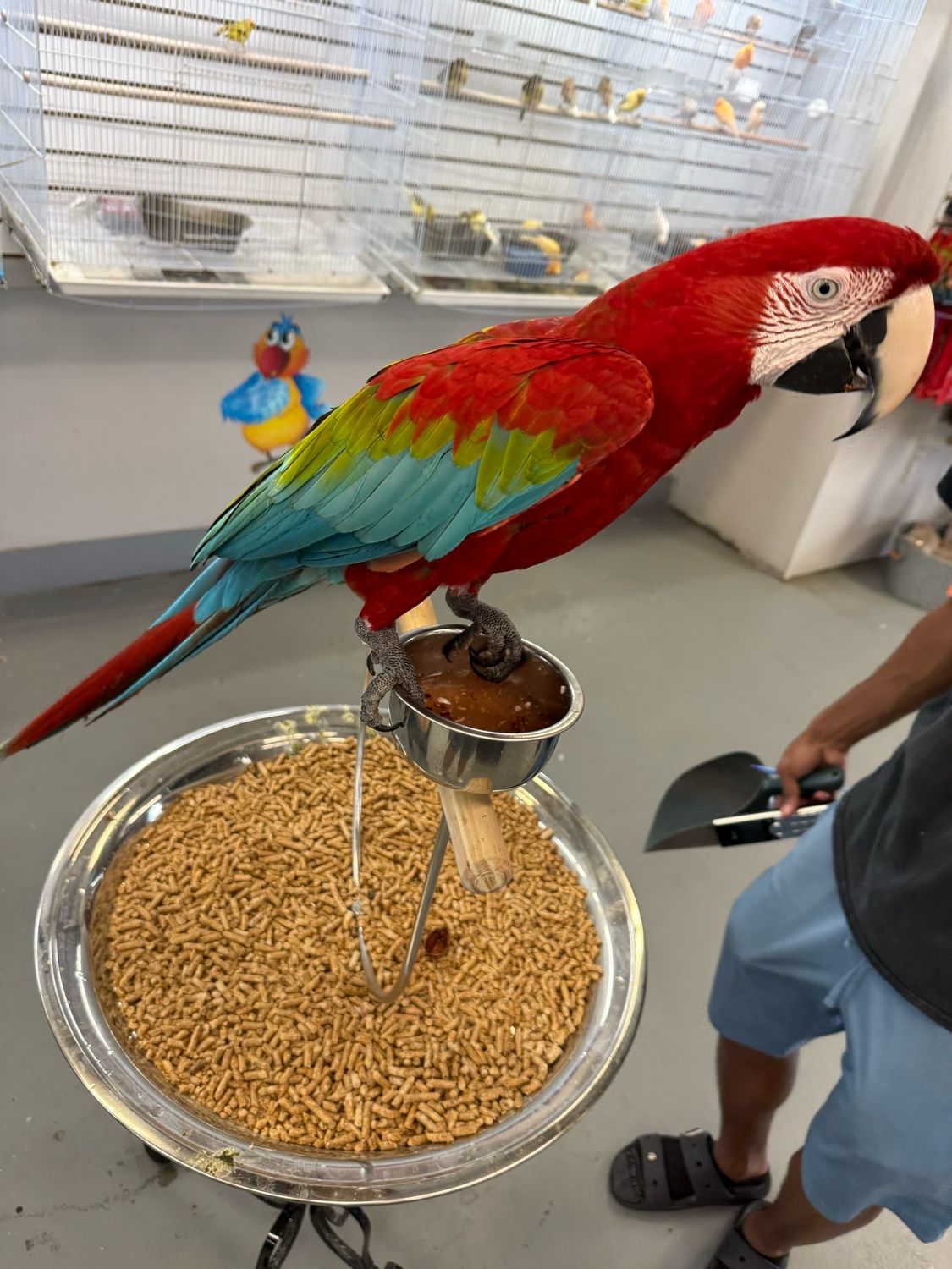 Macaw Greenwing