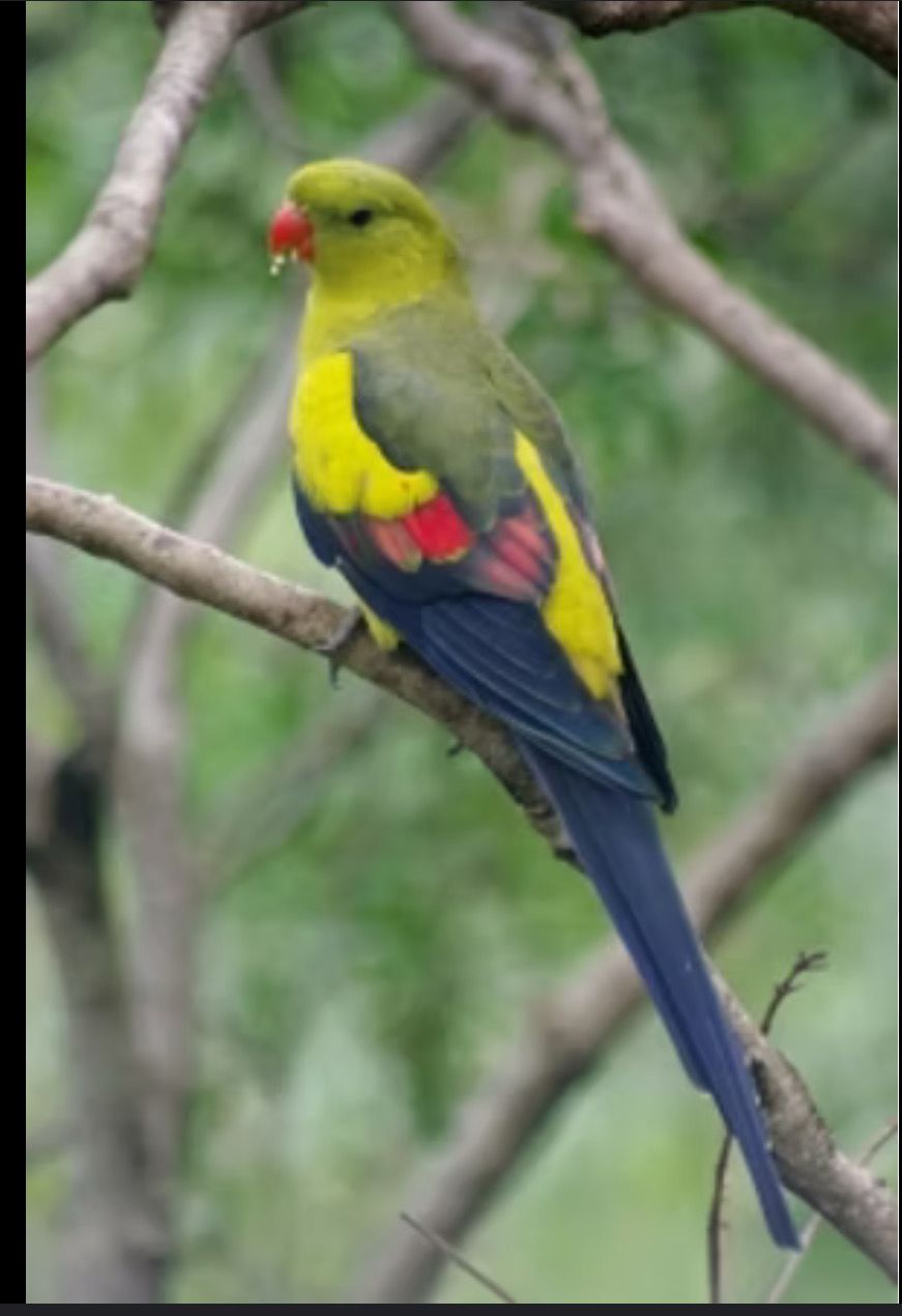 Rock Pebblers/ Regent Parrot Pair