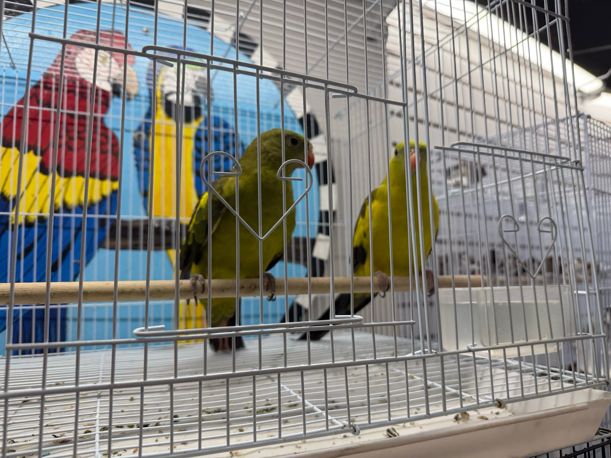 Rock Pebblers/ Regent Parrot Pair