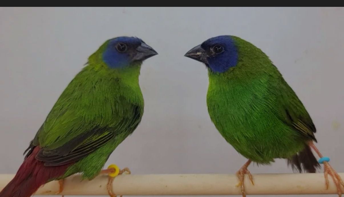 Parrot Finch Blue Head