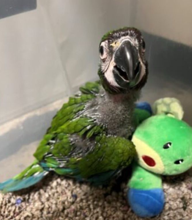 Macaw Severe