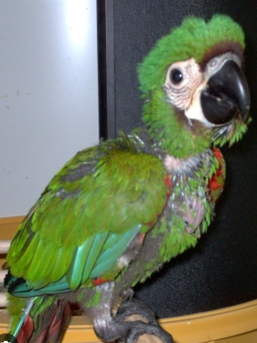 Macaw Severe