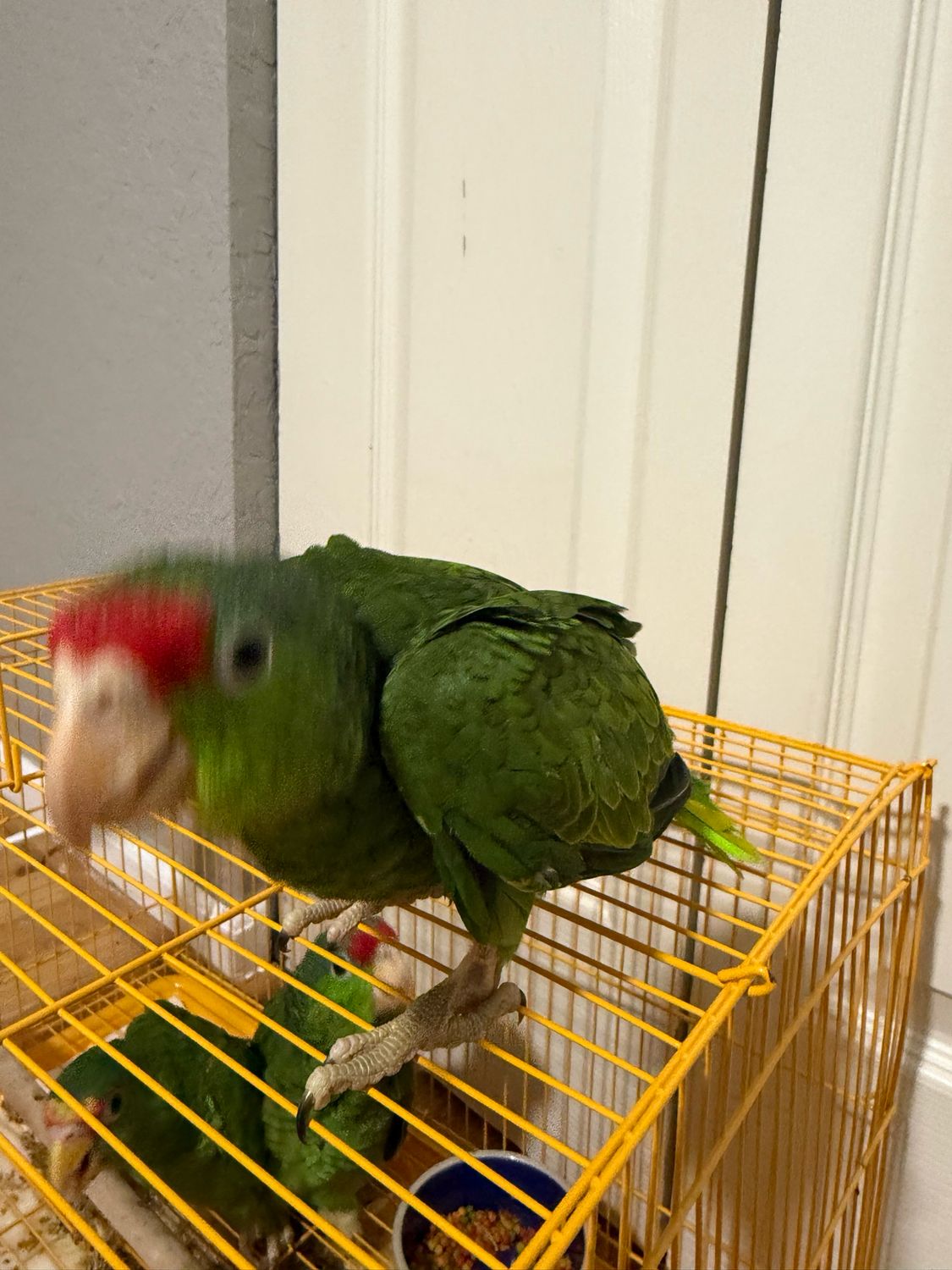 Amazon Mexican Redhead
