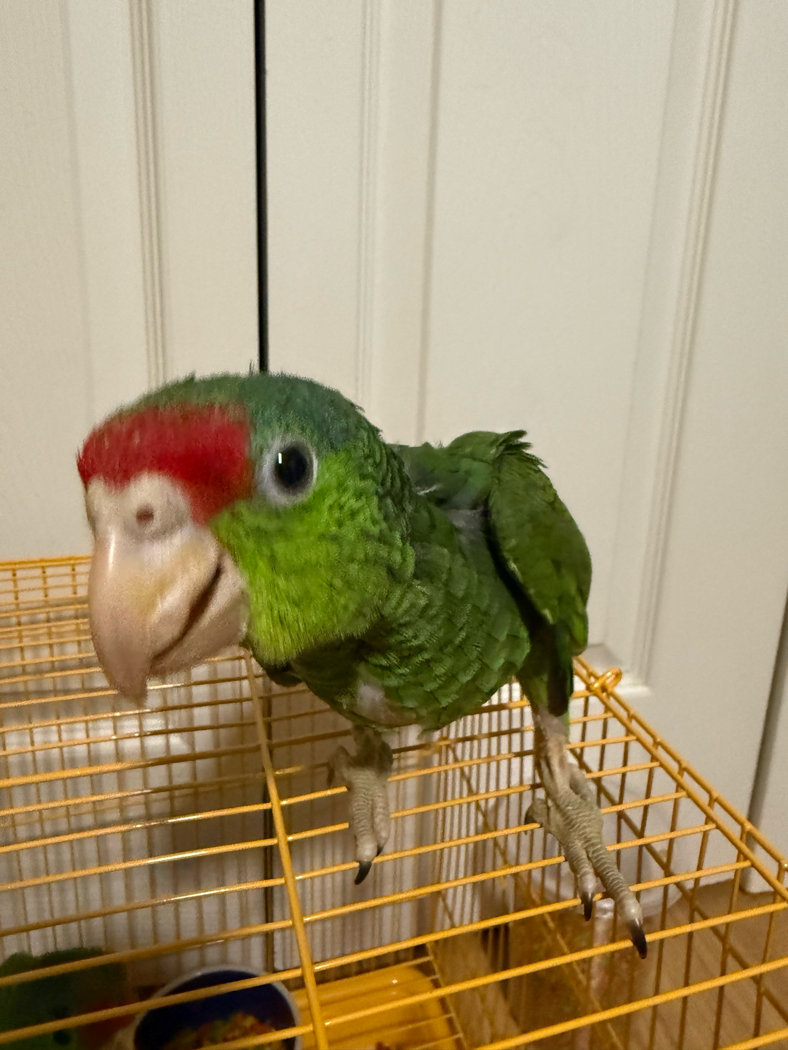 Amazon Mexican Redhead