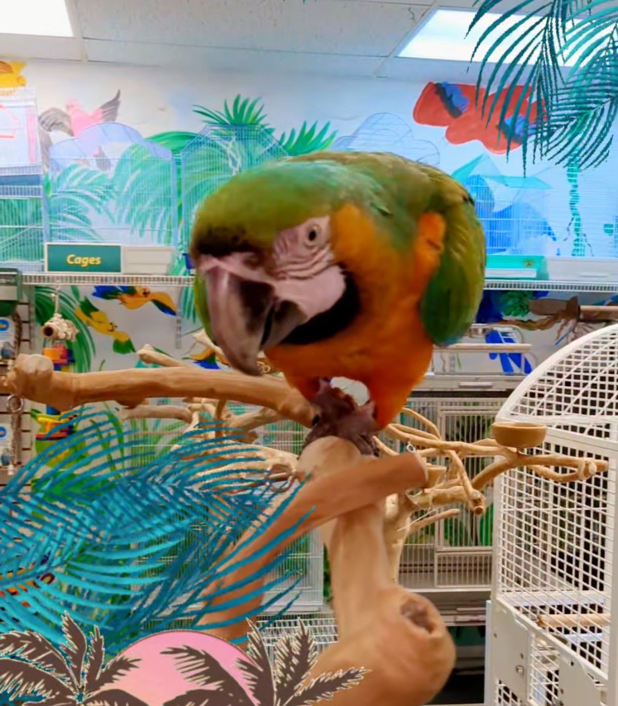Macaw Catalina