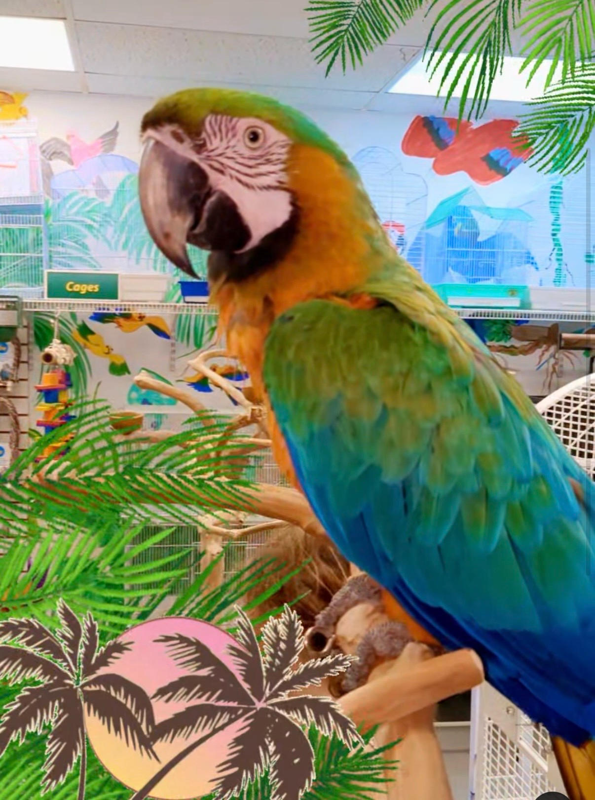 Macaw Catalina