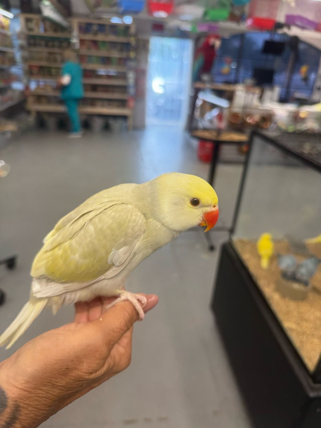 Indian Ring Neck Yellow Head