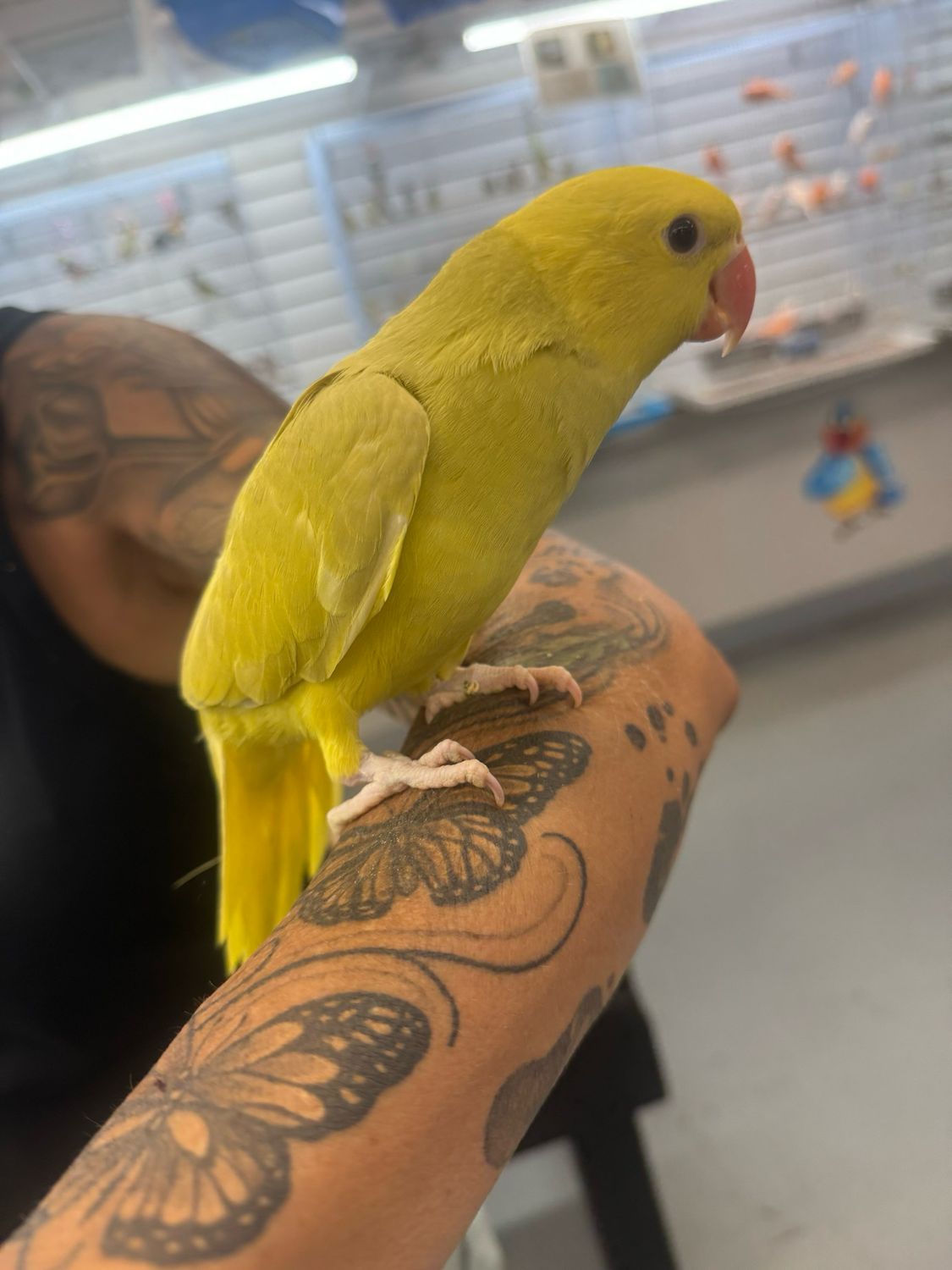 Indian Ring neck