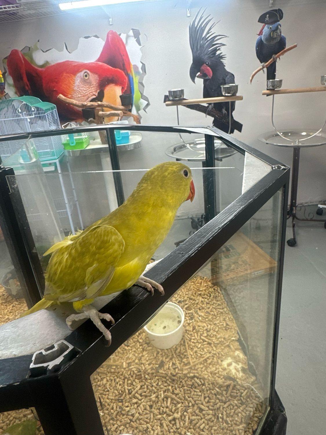 Indian Ring neck
