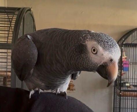 African grey Timneh Pair