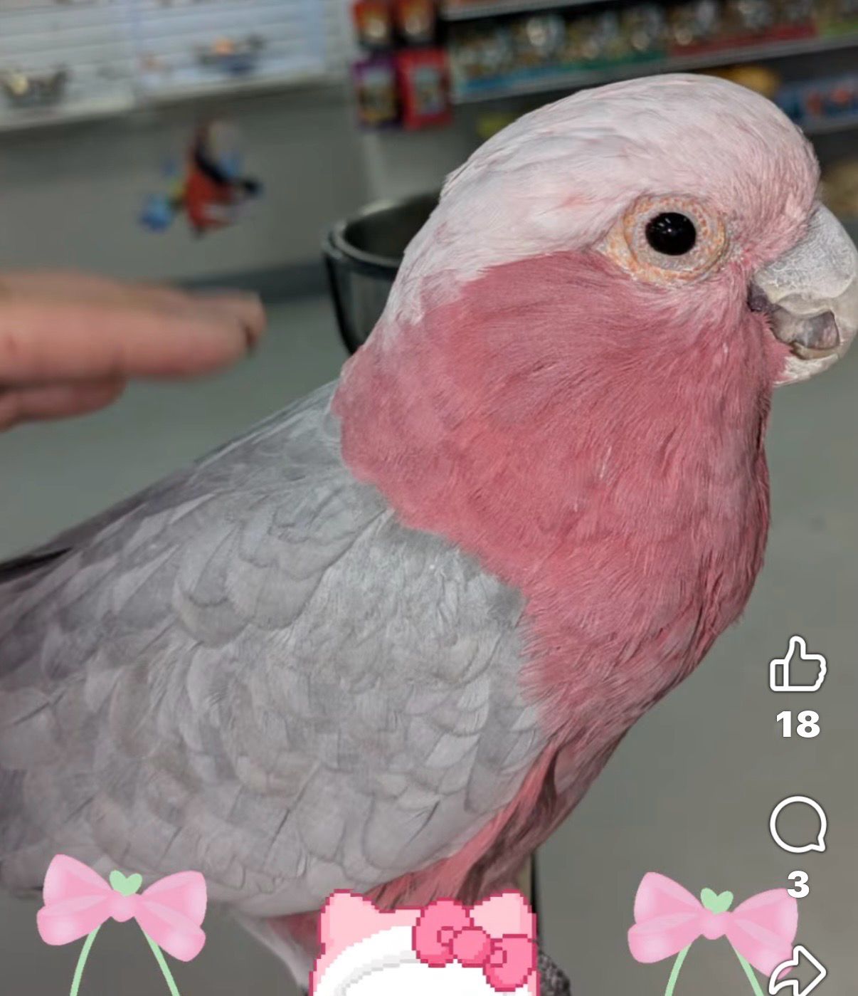 Cockatoo Rose breasted