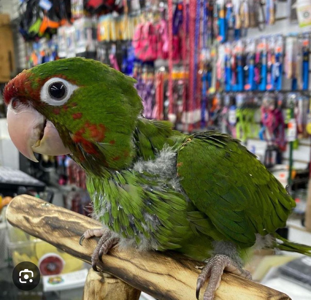 Conures Cherry Heads