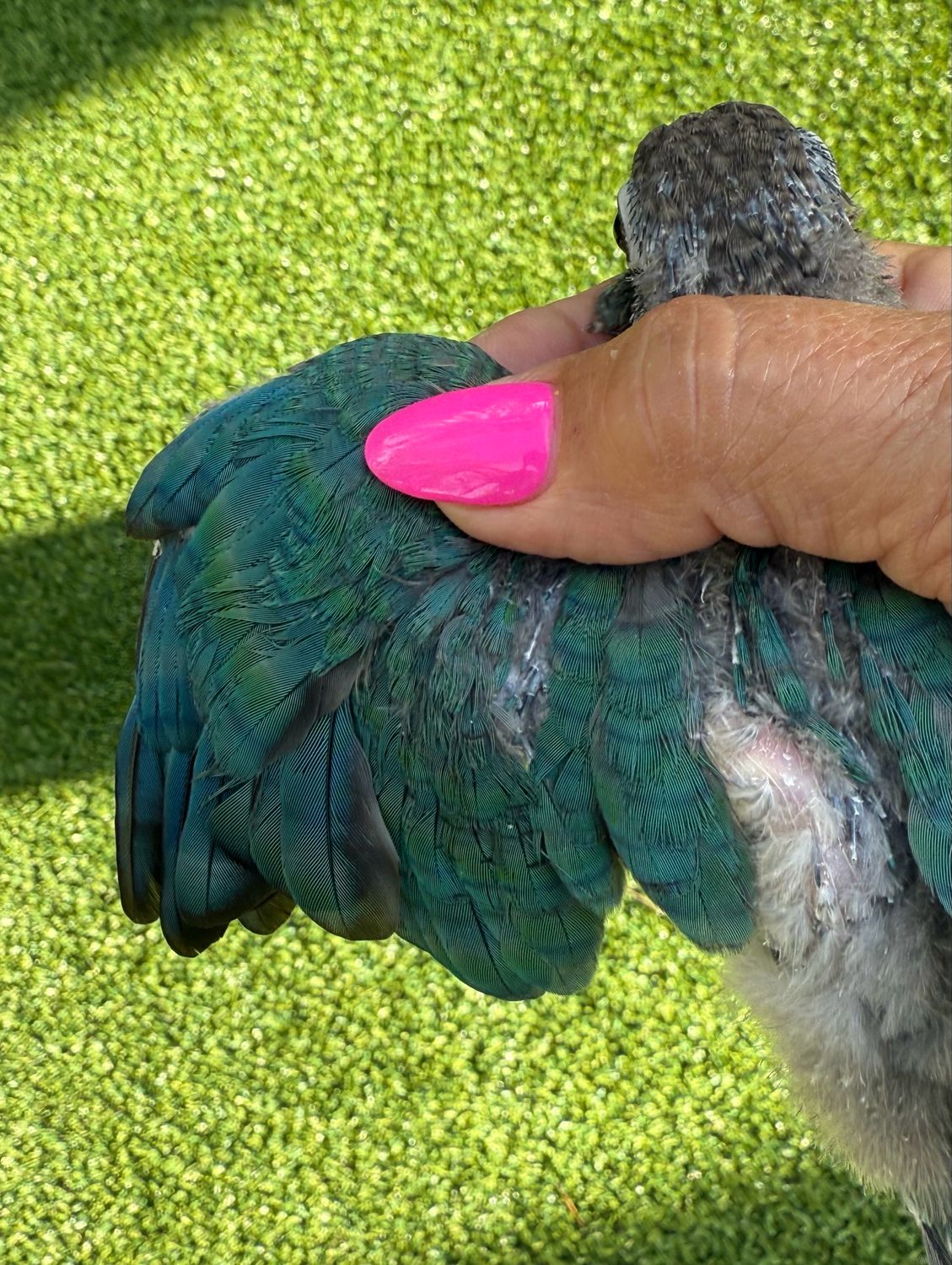 Green cheek Single Factor Violet
