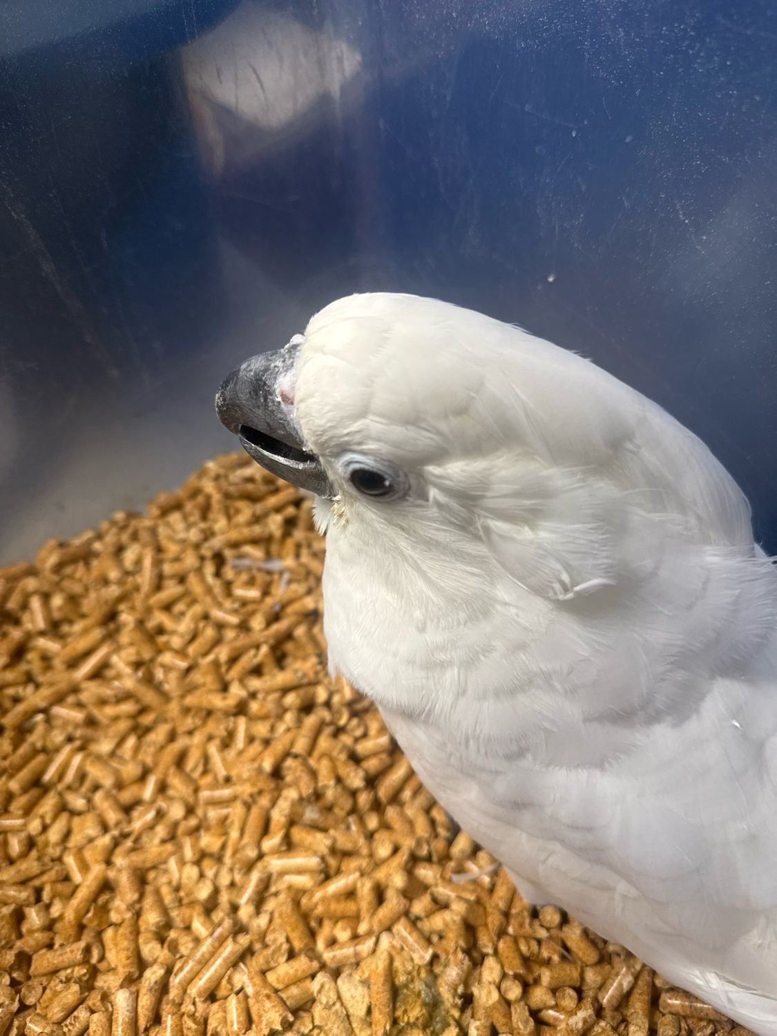 Cockatoo  Umbrella Baby