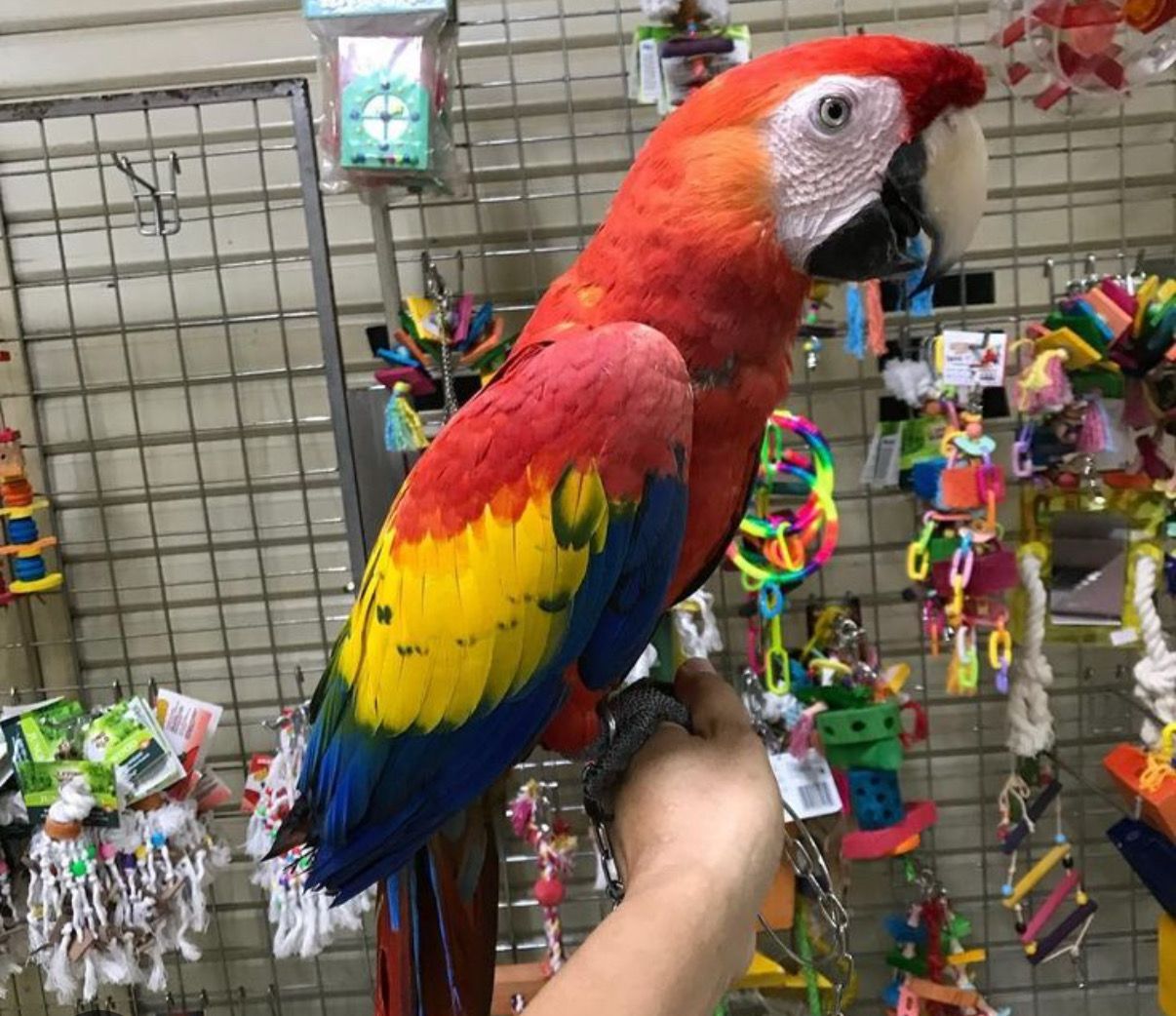 Macaw Scarlet Female