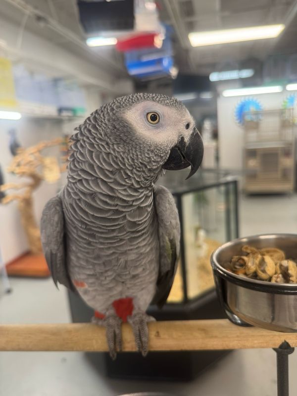 African Gray Congo