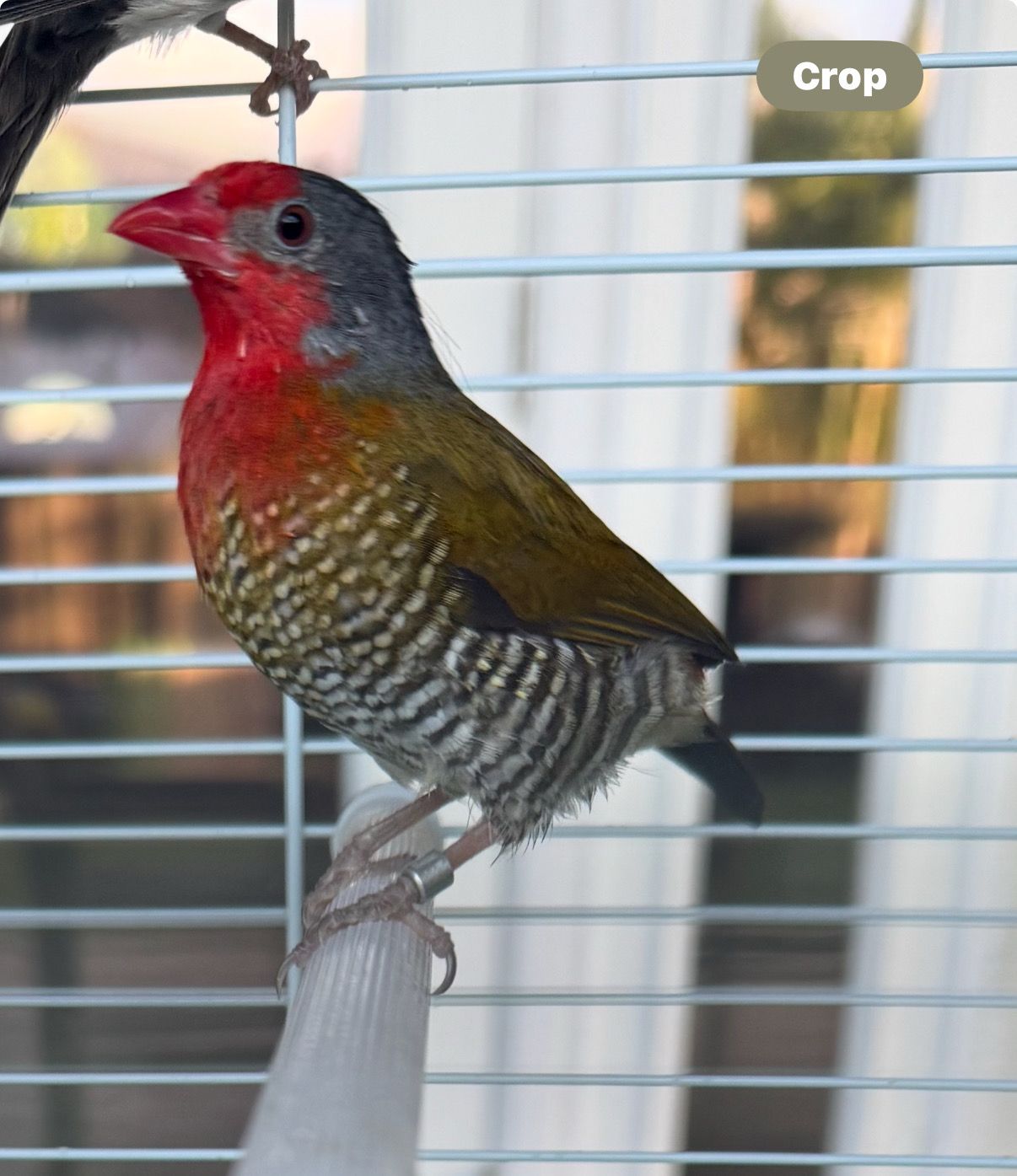 Orange Winged Pytilia (Melba) Finch