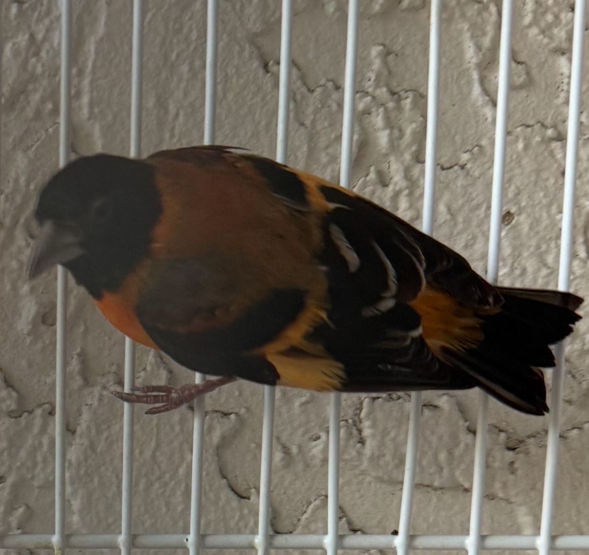 Red Siskin Pair
