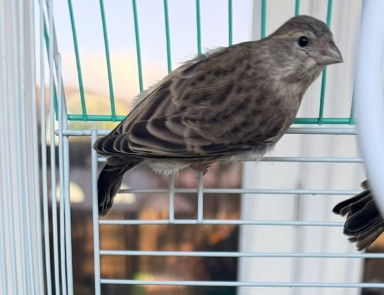 Grey Singers