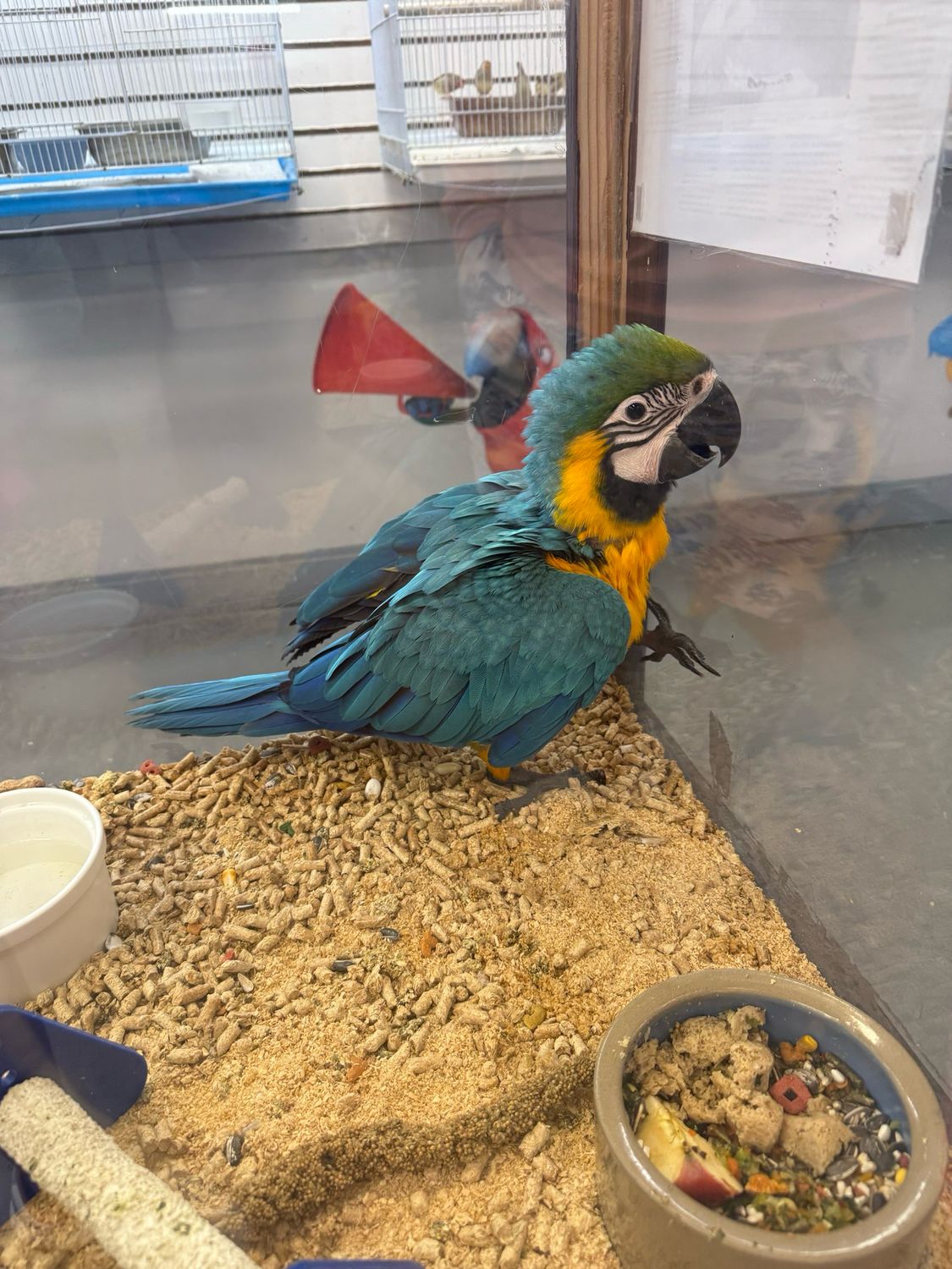 Macaw Blue And gold