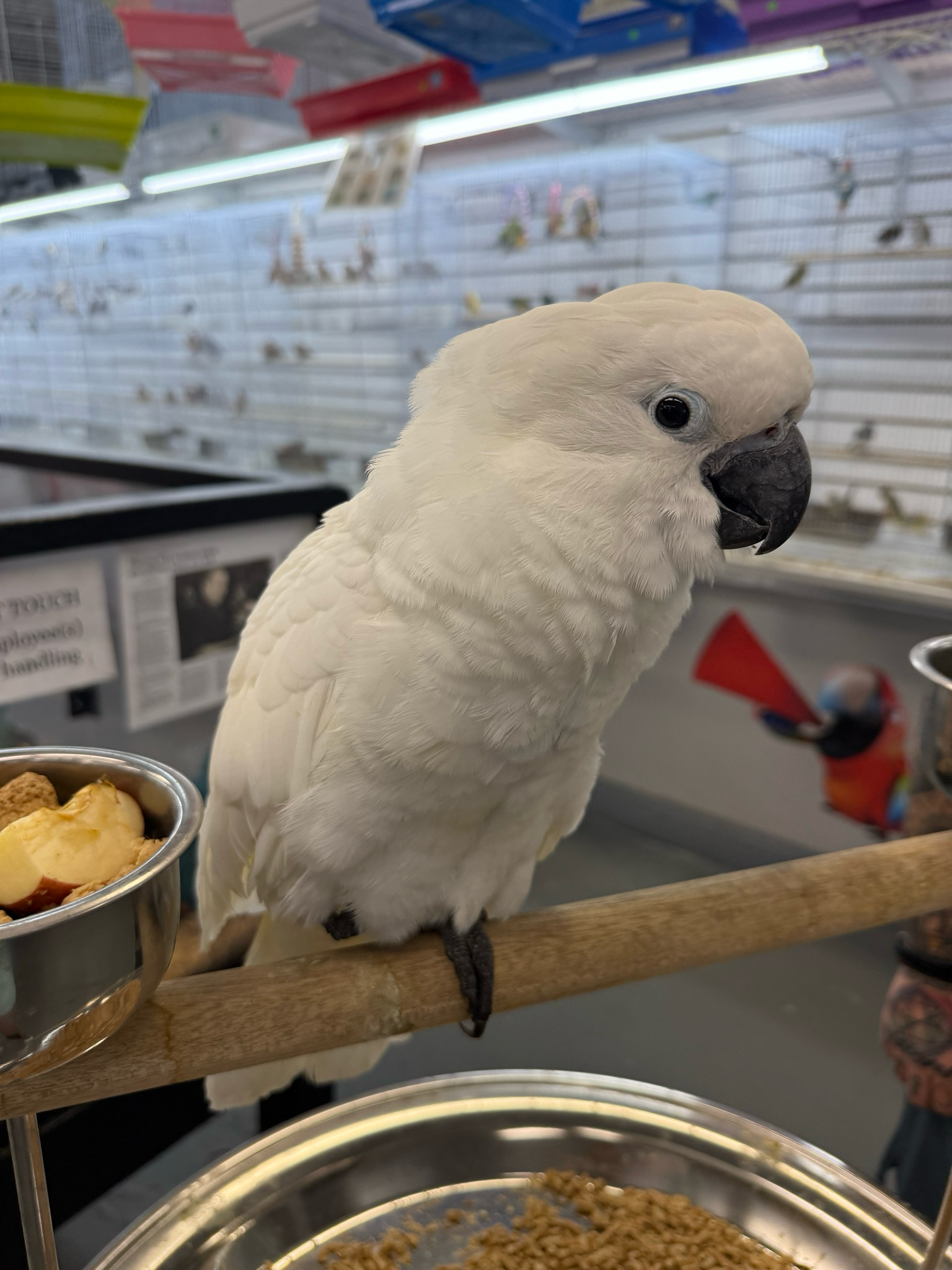Cockatoo  Umbrella Baby