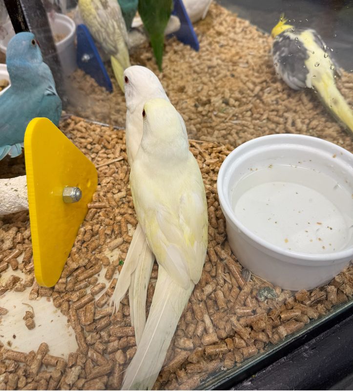 Indian Ring Neck Cremino