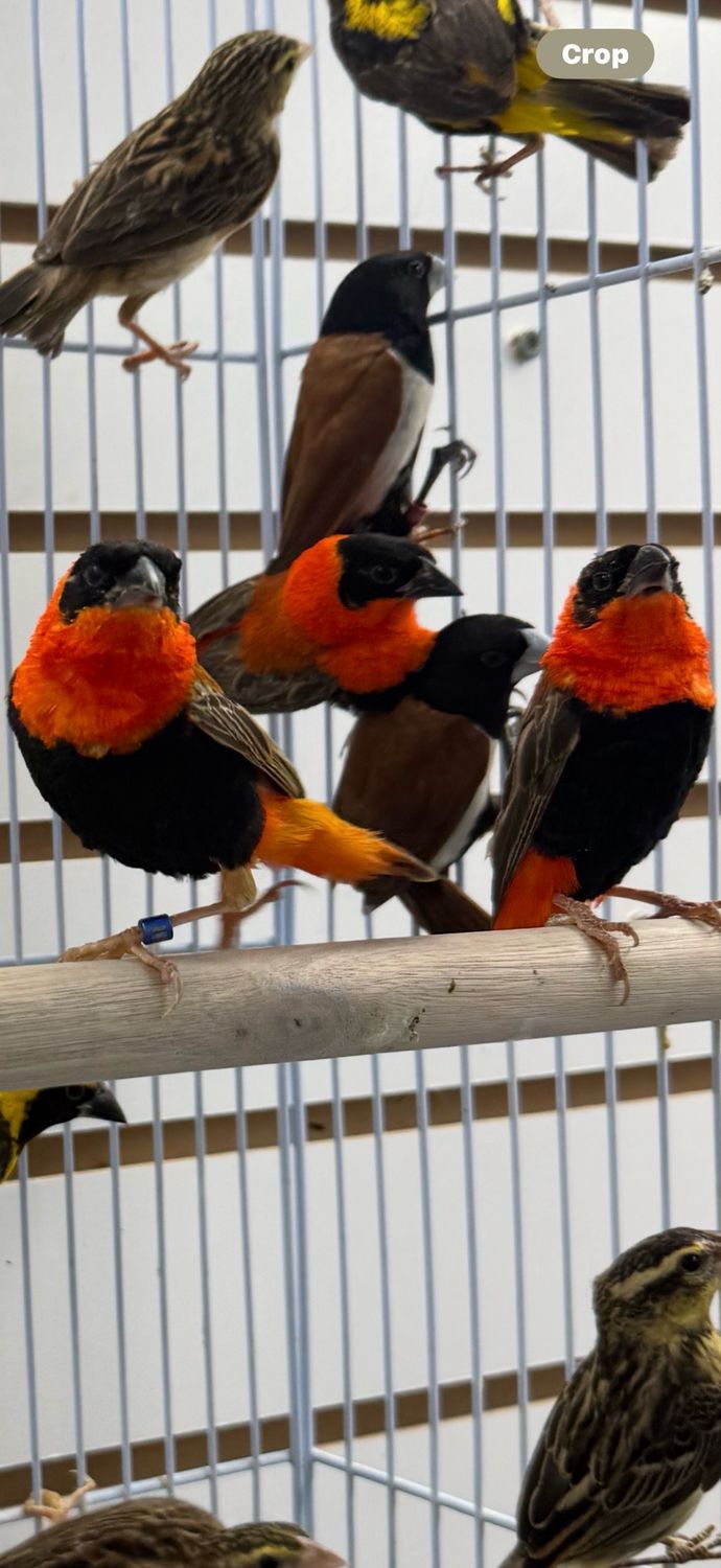 Red Weavers In Color