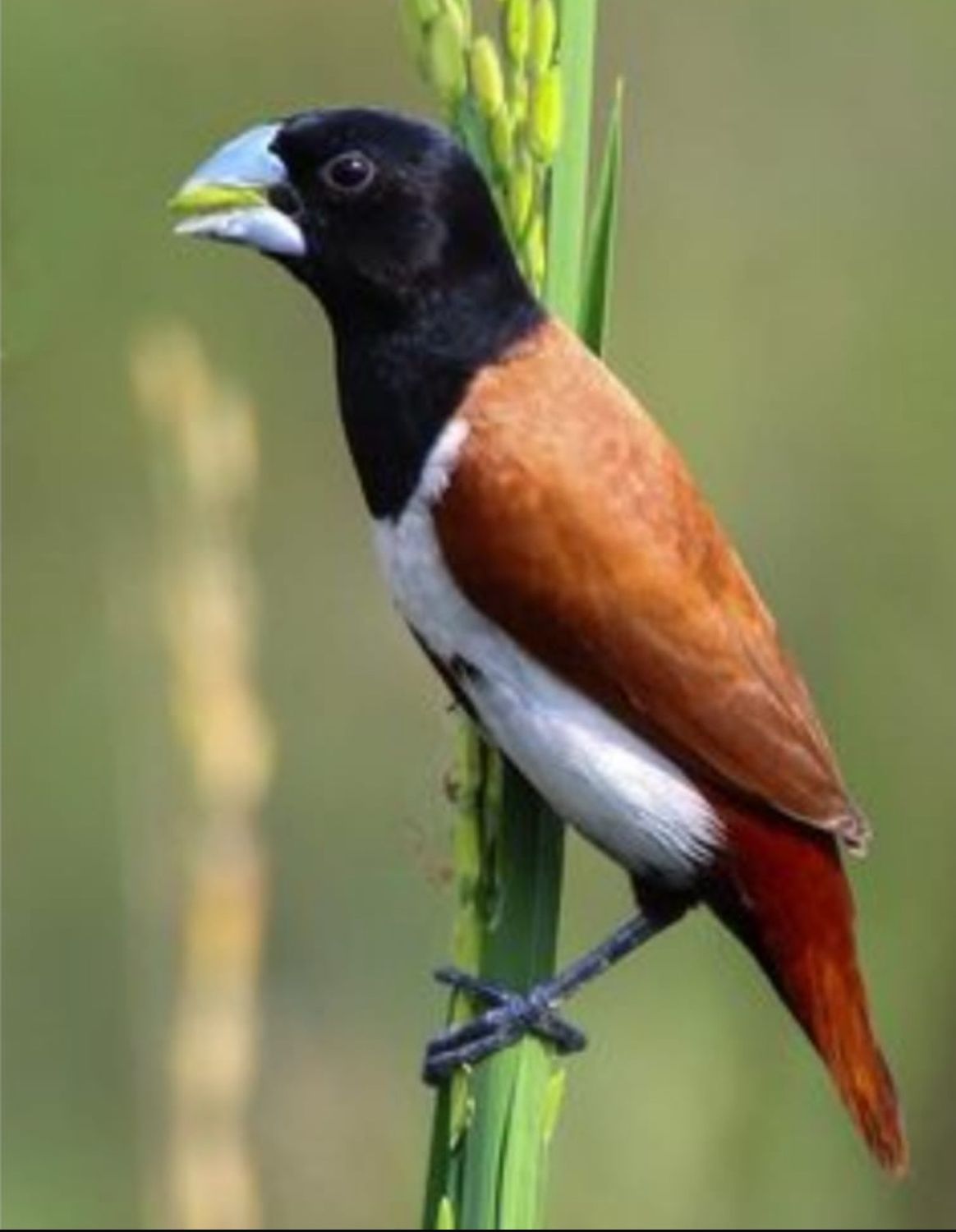 Tri Colored Munia