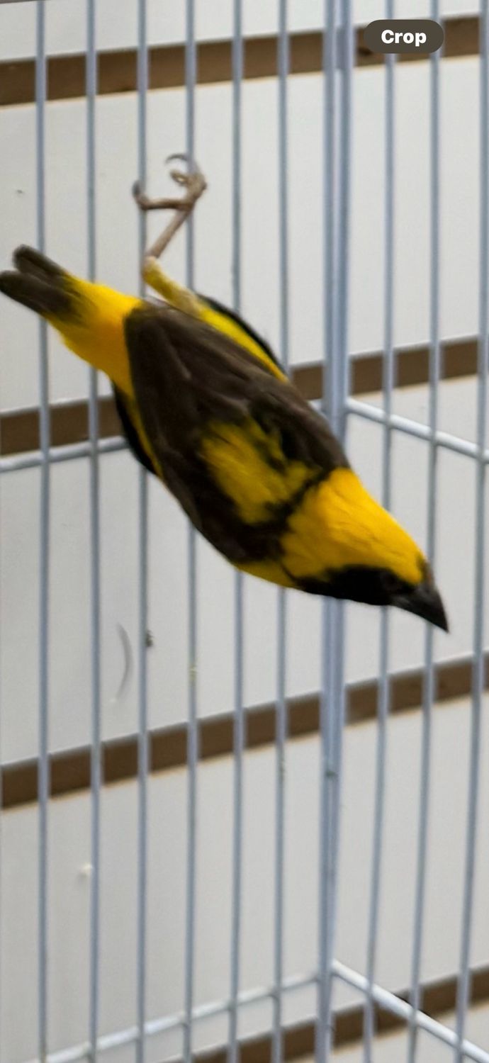 Yellow Crown Bishops