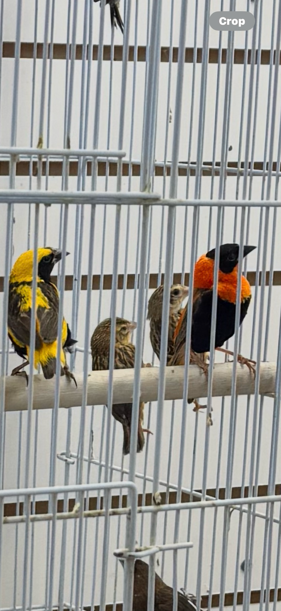 Yellow Crown Bishops