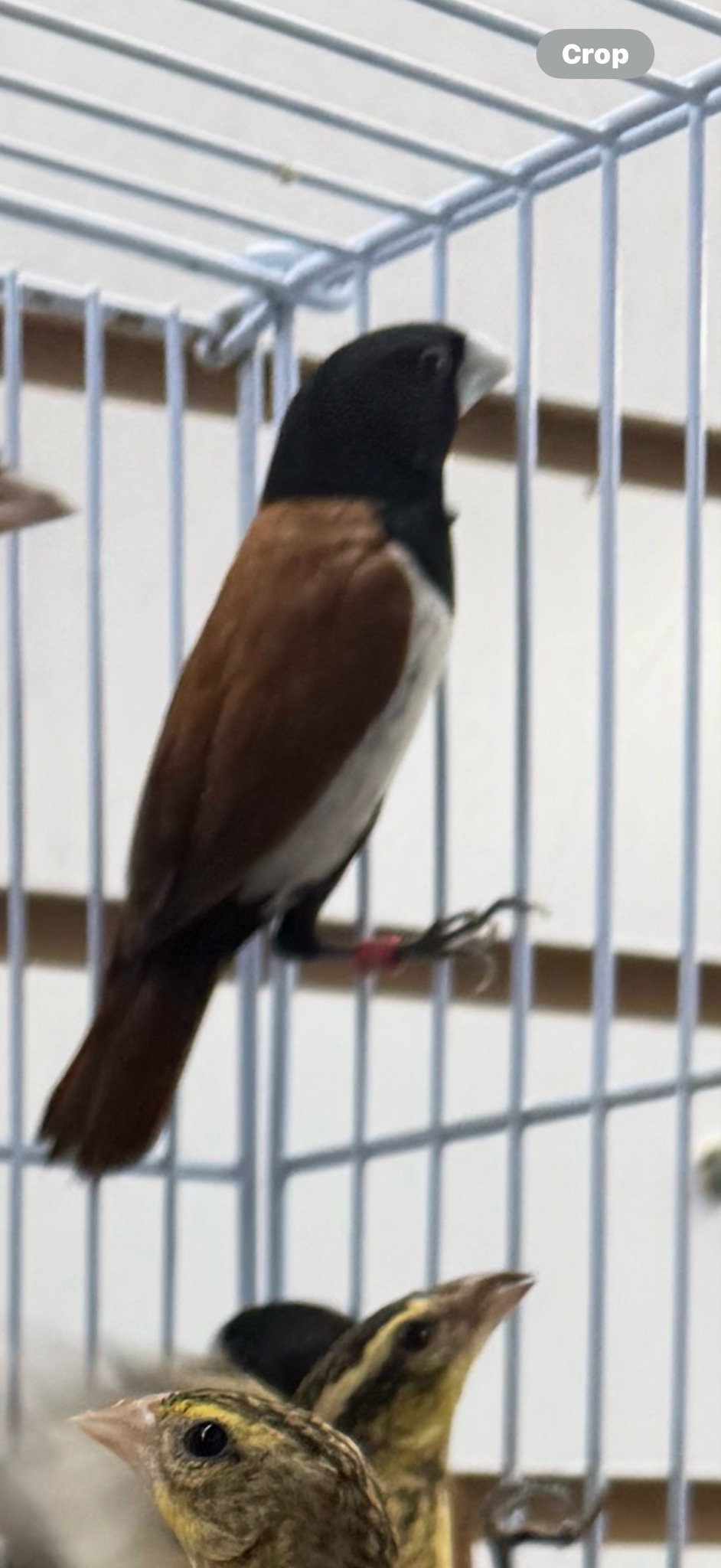 Tri Colored Munia