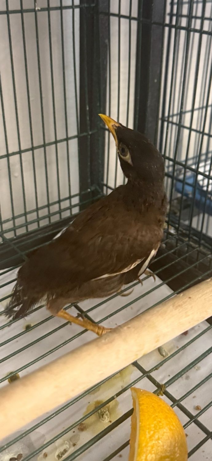 Common Mynah