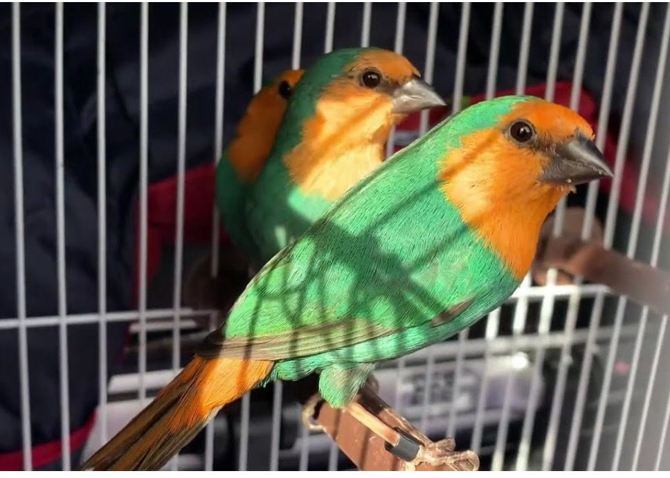 Parrot Finch Orange Face