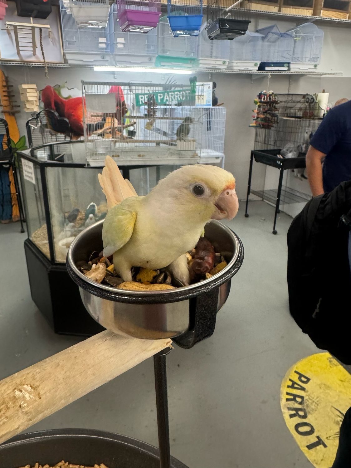 Moon-cheek Conure