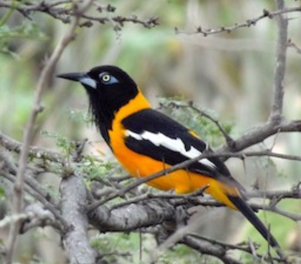 Venezuelan Troupial