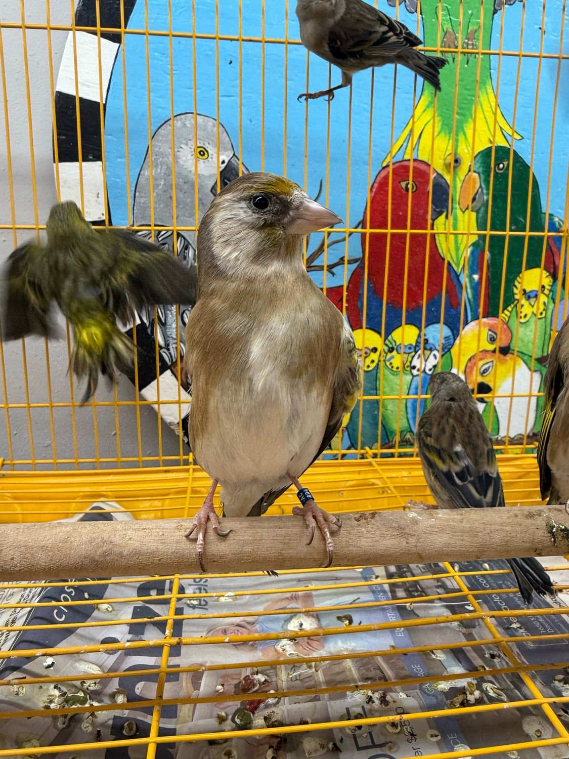 Goldfinch Cross (himalayan X Canary)